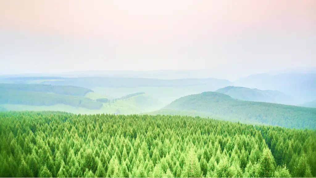 Forest landscape for teams building energy, mobility, and AI software