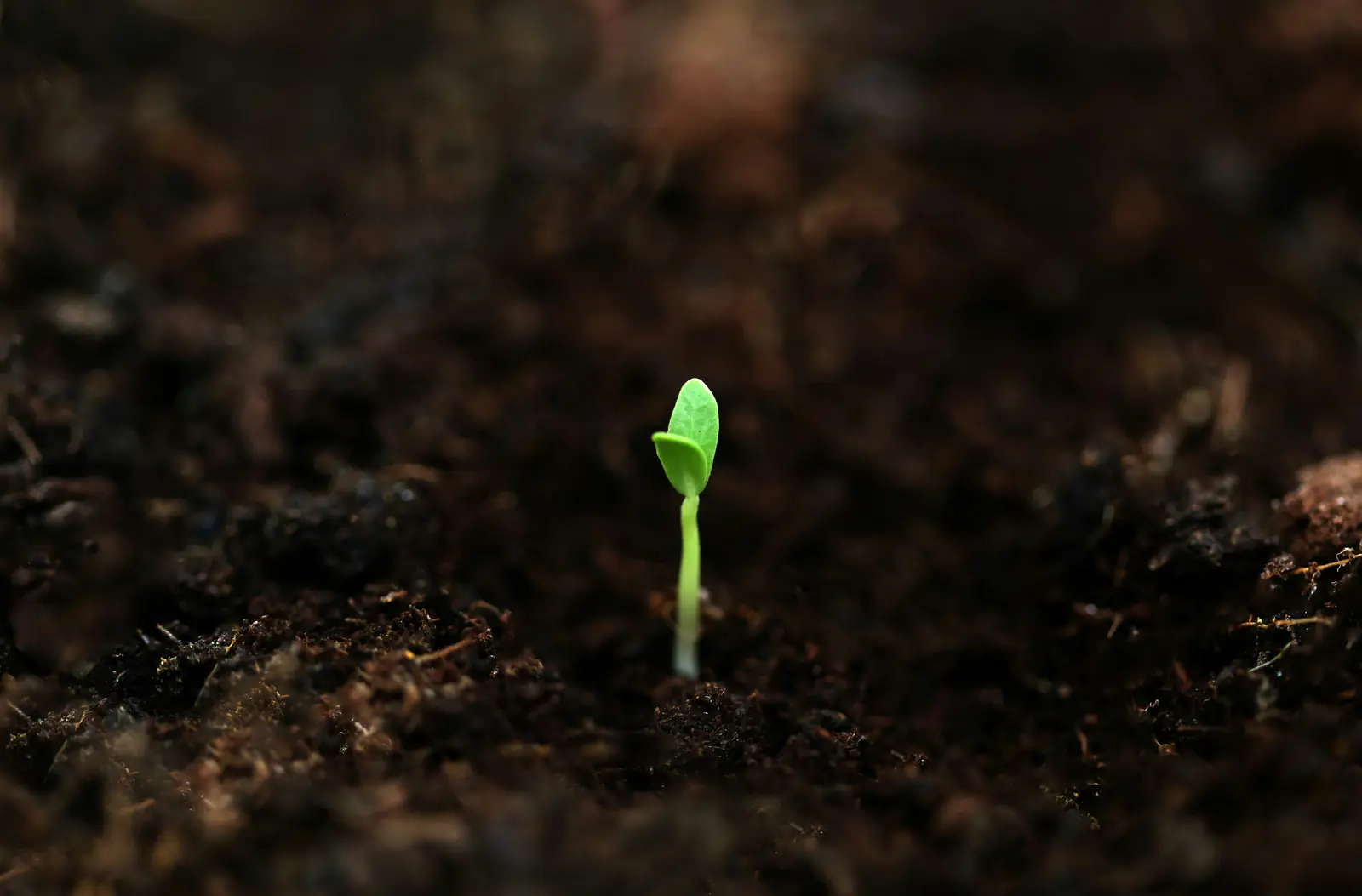 Seedling emerging from soil, for Build