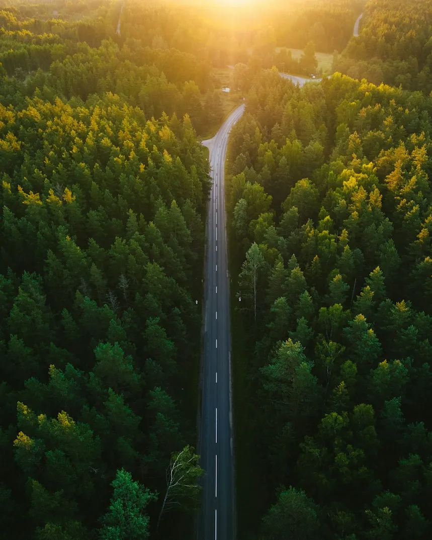 Aerial view of a straight road through a pine forest at golden hour