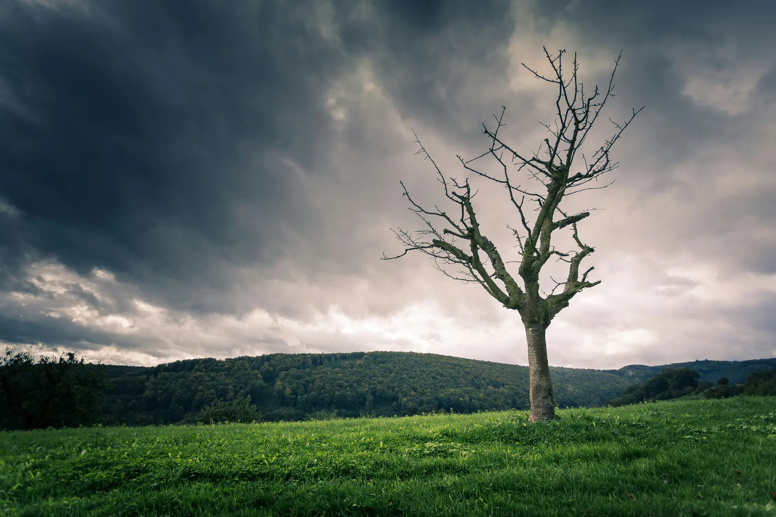 Bare tree against a cloudy sky, for Fix & Stabilize