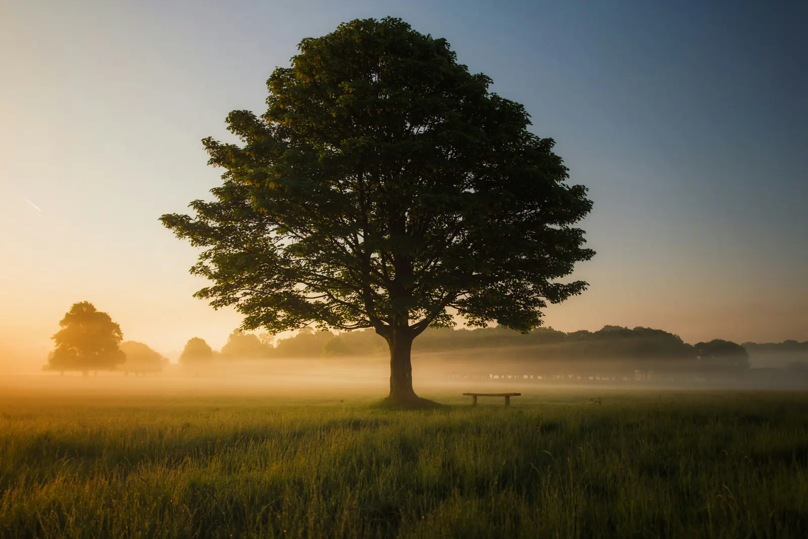 Tree canopy at sunrise, for Scale & Maintain